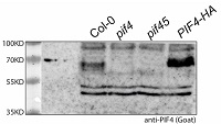 PIF4 | Phytochrome interacting factor 4 (goat antibody) in the group Antibodies Plant/Algal / DNA/RNA/Cell Cycle / Transcription regulation at Agrisera AB (Antibodies for research) (AS16 3955)